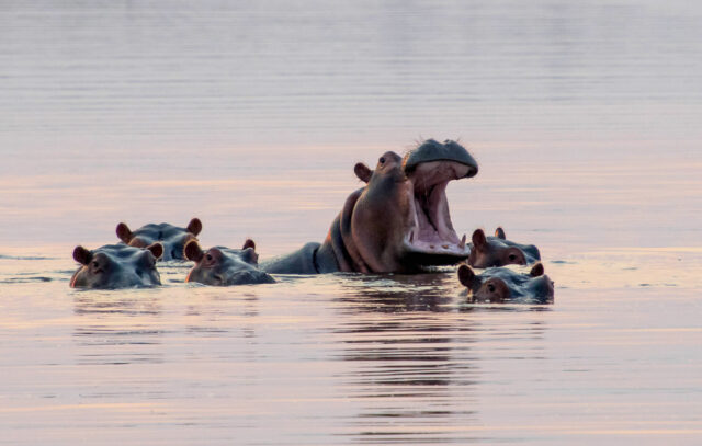 Lake Kariba - Hippo Family