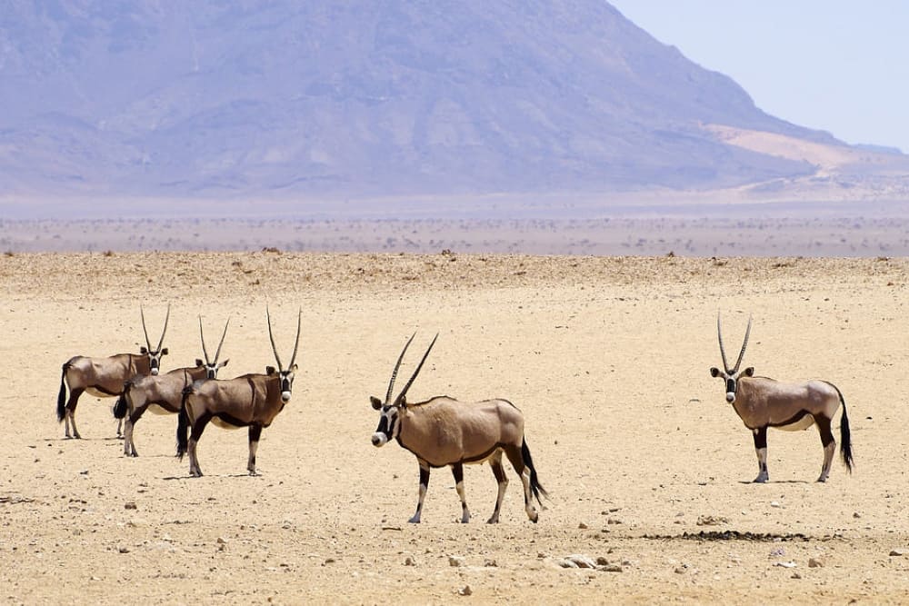 Oryx antelope in the Namib Desert