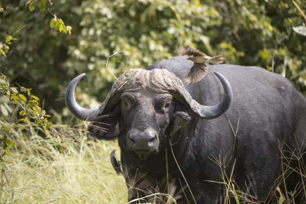 African buffalo or Cape buffalo