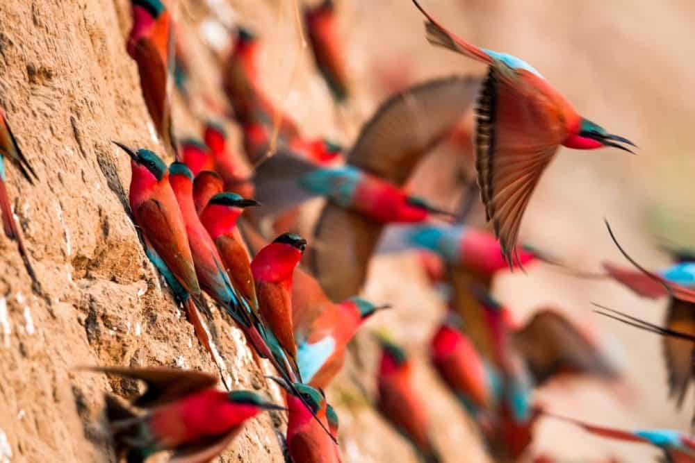 Carmine Bee-eater