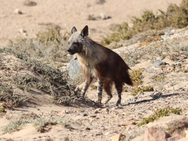 Hyena - Tsau Kaib National Park (Sperrgebiet)