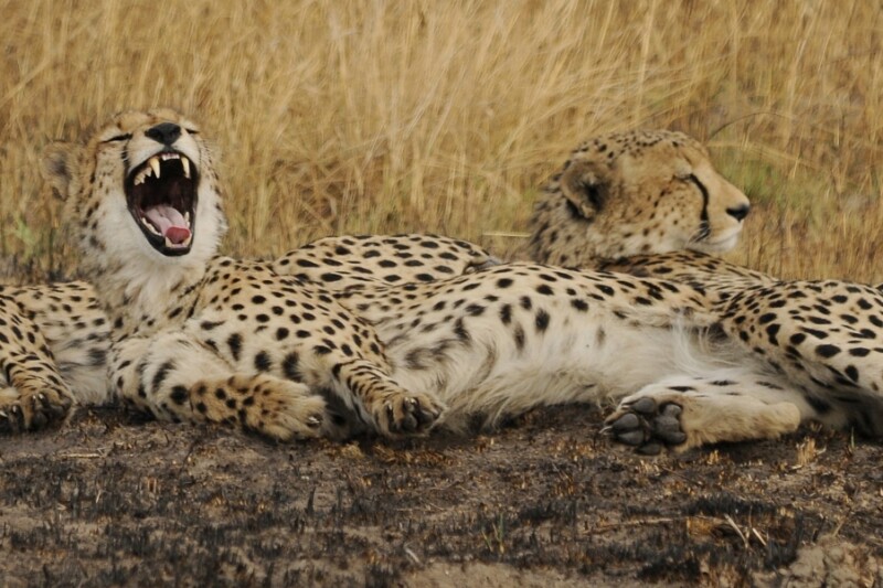 The Full Kafue Experience