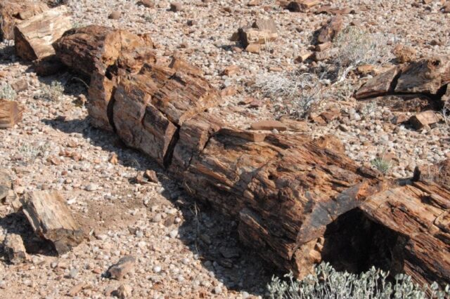  Petrified Forest - Damaraland