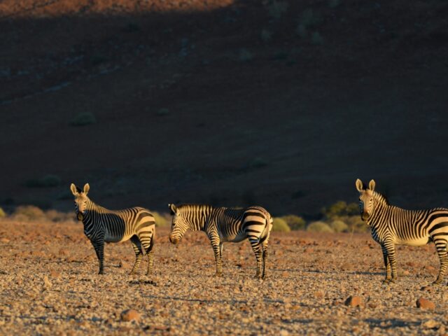 Desert Rhino Camp - Wildlife Damaraland