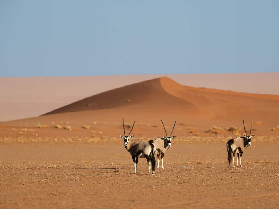 Kwessi-Dune-Lodge-Oryx