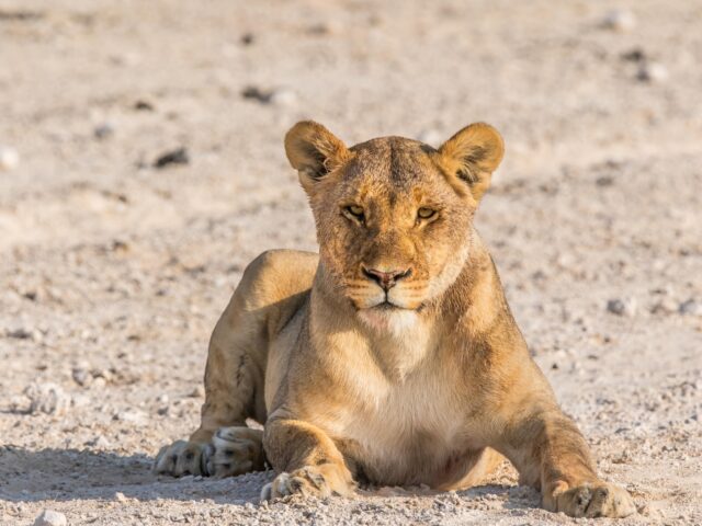 Etosha National Park Wildlife