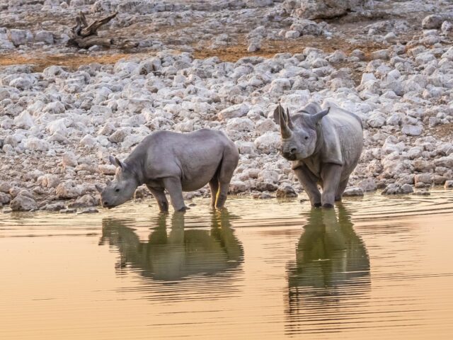 Etosha National Park Wildlife