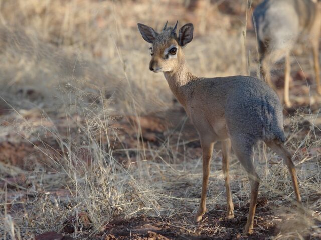 Etosha National Park Wildlife