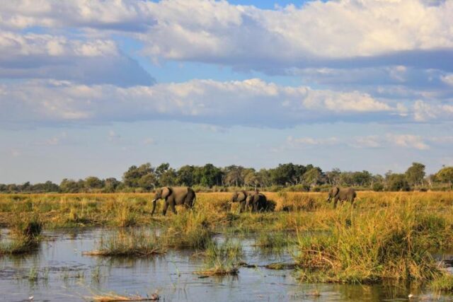 Jackalberry Tented Camp