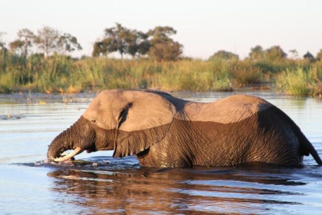 Jackalberry Tented Camp