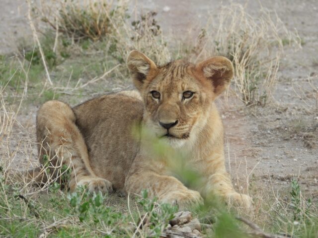 Onguma Tented Camp - Etosha National Park
