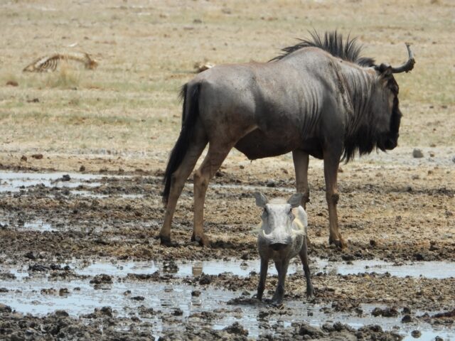 Onguma Tented Camp - Etosha National Park