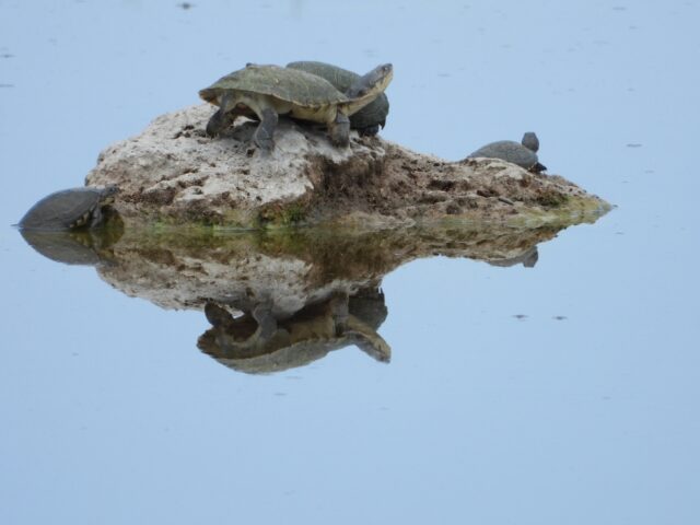 Onguma Tented Camp - Etosha National Park