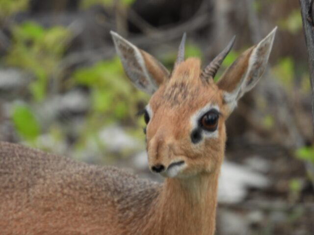 Onguma Tented Camp - Etosha National Park