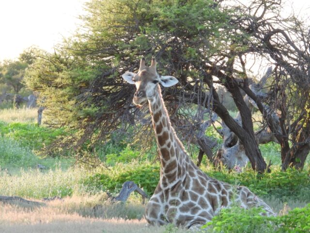 Onguma Bush Camp - Etosha National Park