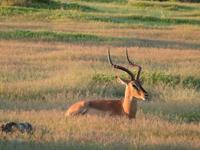 Onguma Bush Camp - Etosha National Park