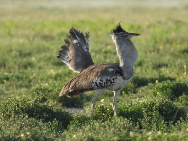 Onguma Bush Camp - Etosha National Park
