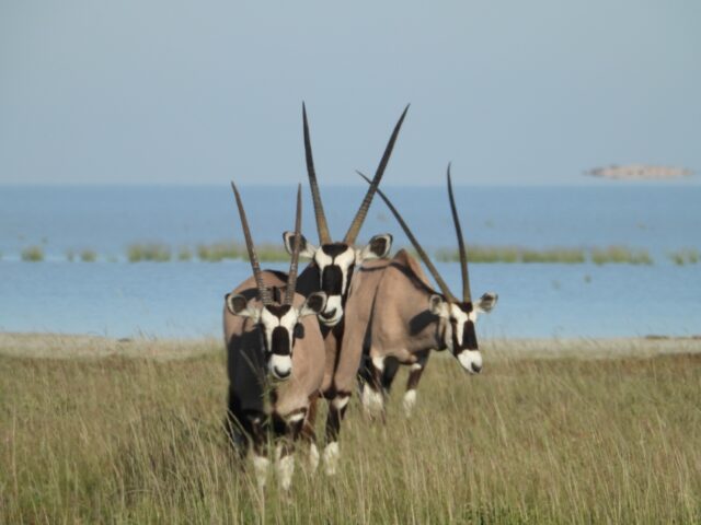 Onguma Bush Camp - Etosha National Park
