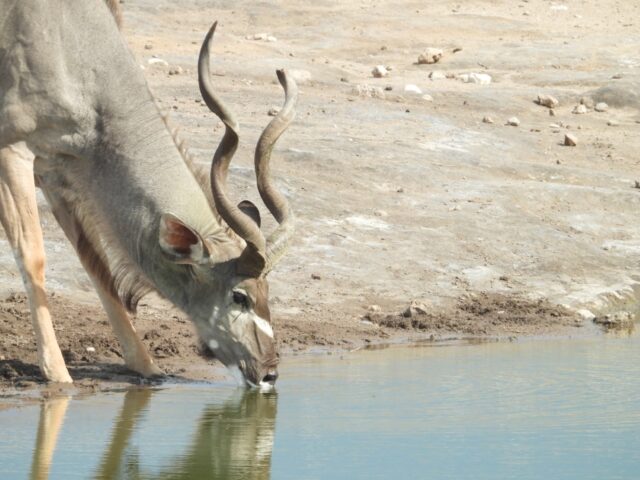 Onguma Bush Camp - Etosha National Park