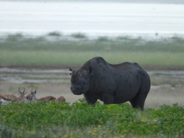 Onguma Bush Camp - Etosha National Park