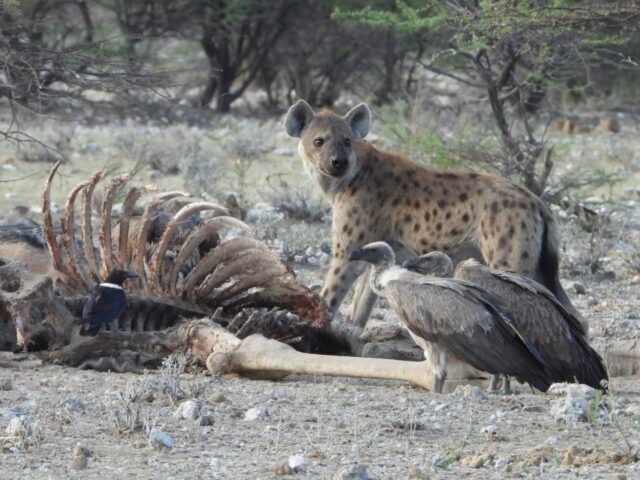 Etosha National Park Wildlife