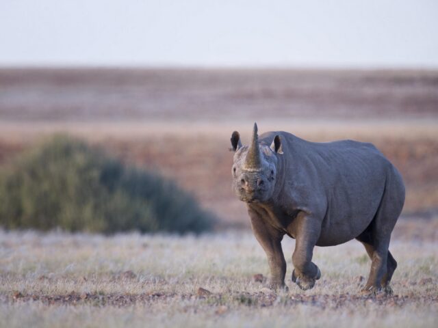 Desert Rhino Camp - Wildlife Damaraland