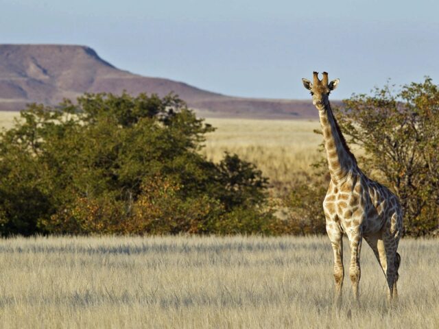 Desert Rhino Camp - Wildlife Damaraland