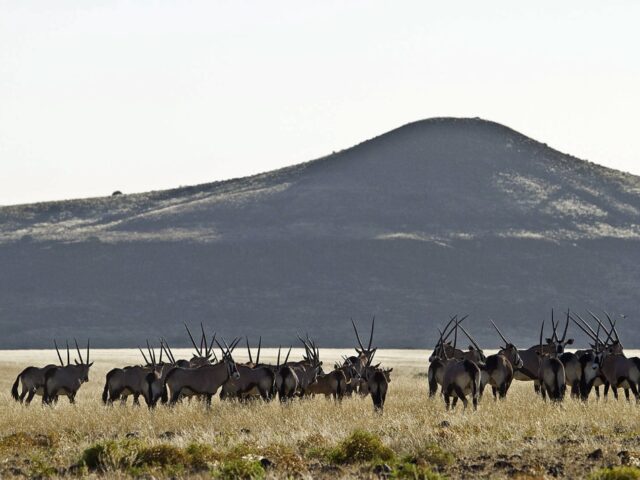 Desert Rhino Camp - Wildlife Damaraland