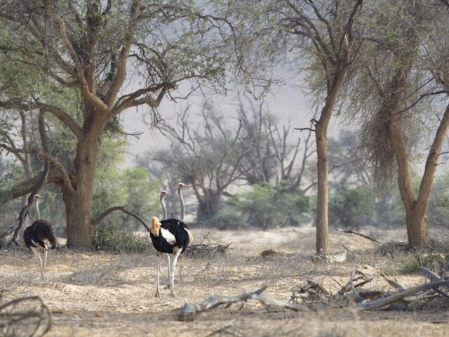 Doro Nawas Camp / Doro !Nawas Conservancy / Wilderness