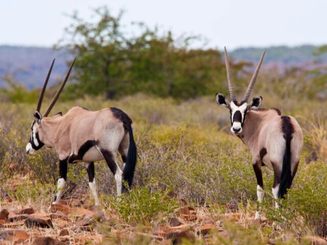 Grootberg Lodge Activities