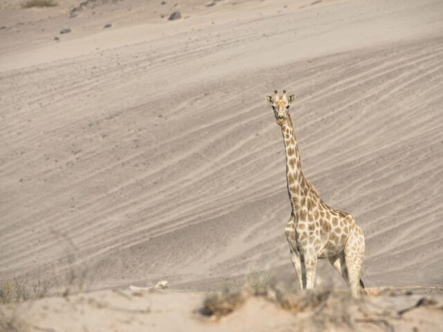 Hoanib Skeleton Coast Camp