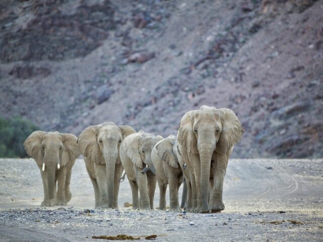 Hoanib Valley Camp Desert Adapted Elephant