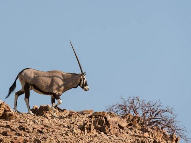 Hoanib Valley Camp Oryx