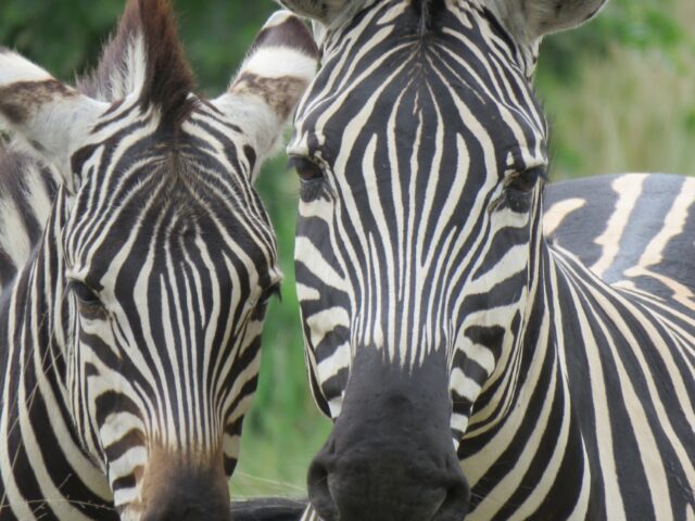 Shametu River Lodge