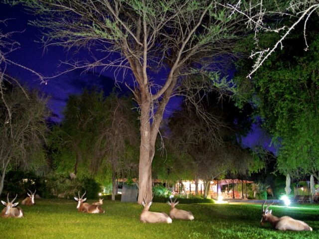 Mokuti Etosha Lodge - Etosha National Park