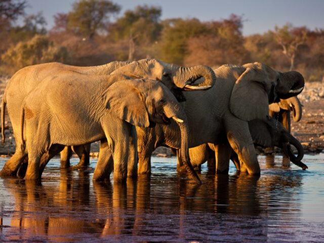 Mokuti Etosha Lodge - Etosha National Park