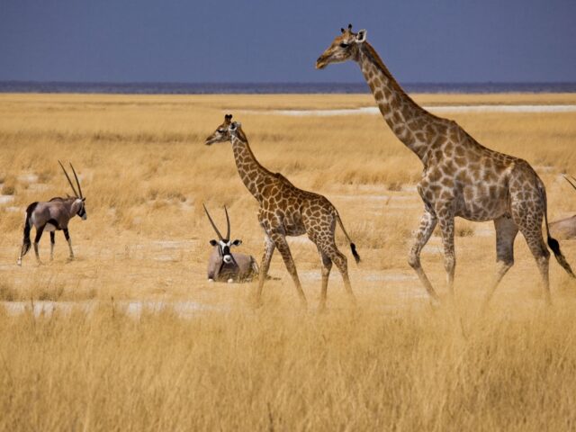 Mokuti Etosha Lodge - Etosha National Park