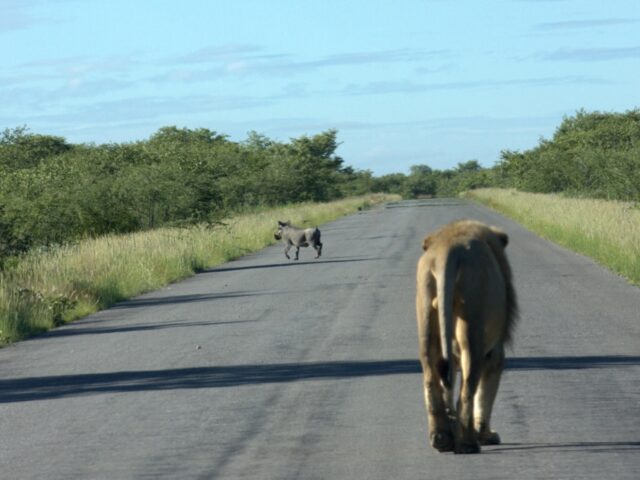Mokuti Etosha Lodge - Etosha National Park