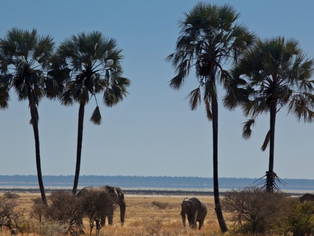 Mokuti Etosha Lodge - Etosha National Park