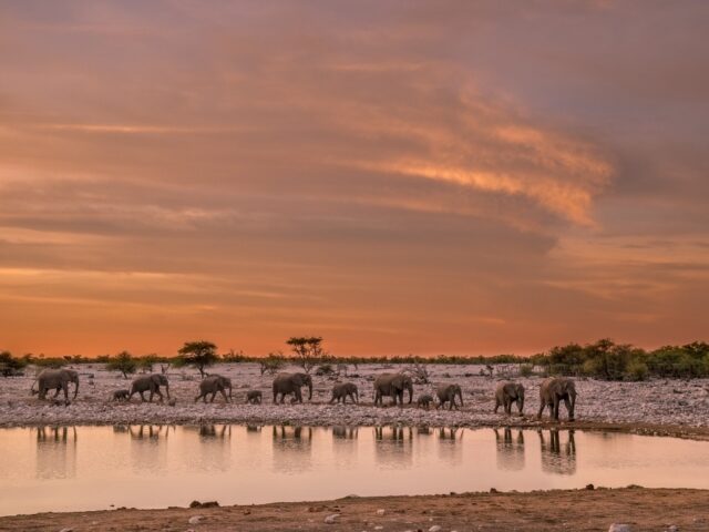 Etosha National Park Wildlife