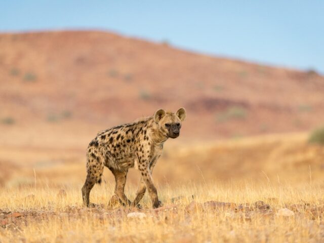 Desert Rhino Camp - Wildlife Damaraland