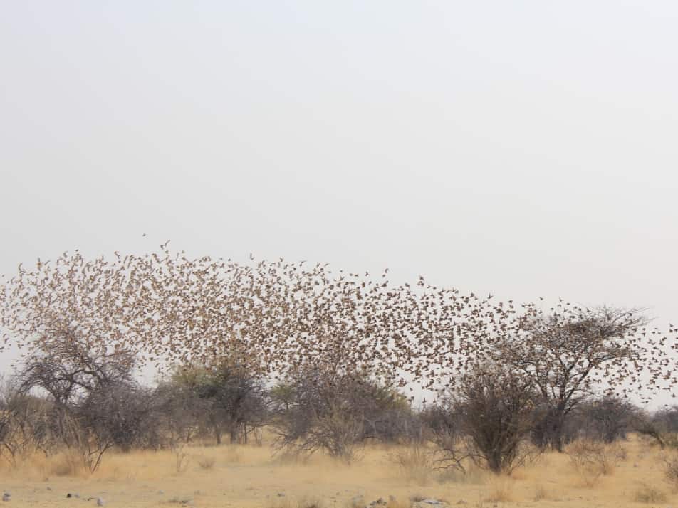 Etosha Oberland Lodge
