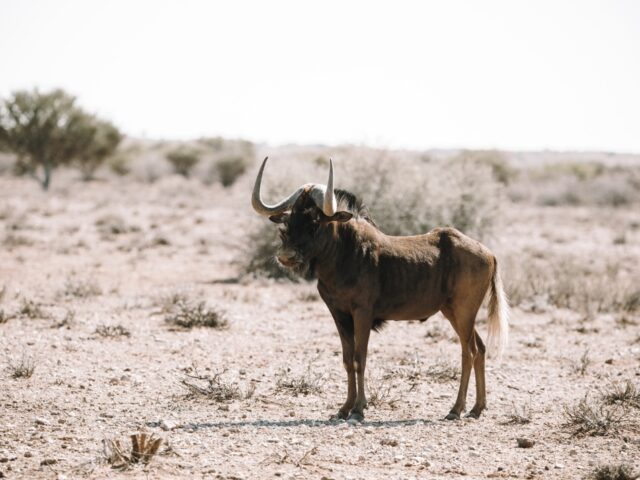 Kalahari Red Dunes Lodge