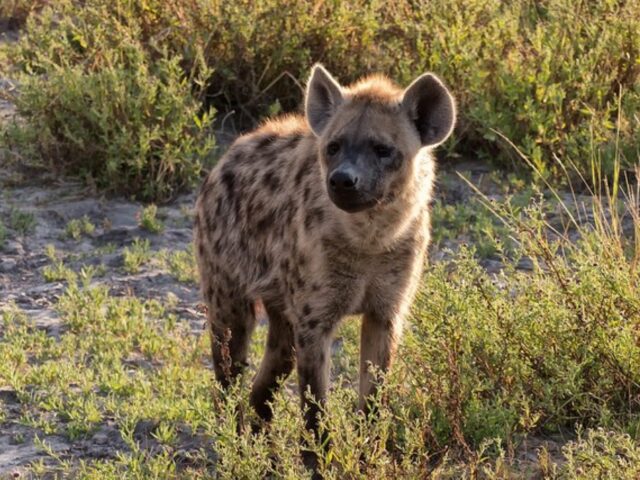 Camp Okavango - Wildlife & Activities