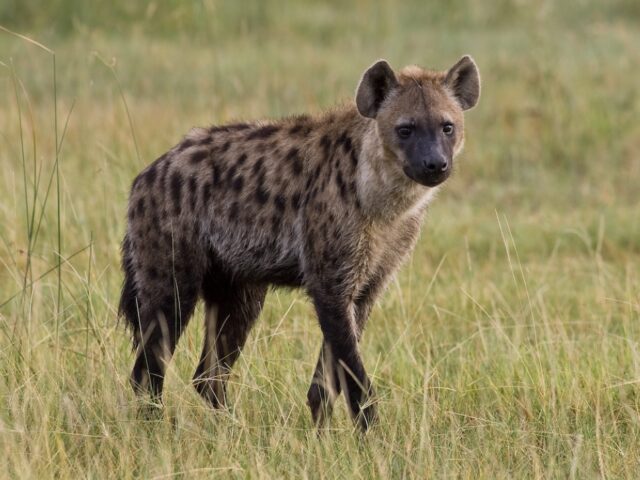 Savute Safari Lodge - Game Drive