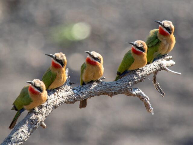 Camp Okavango - Wildlife & Activities