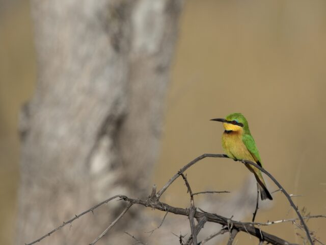 Camp Okavango - Wildlife & Activities