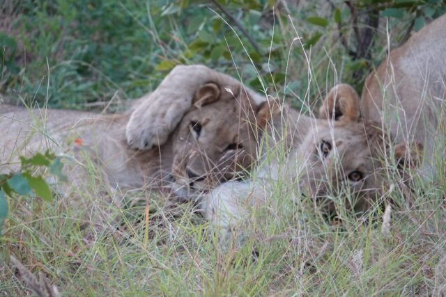 Ongava Lodge @ Ongava Game Reserve