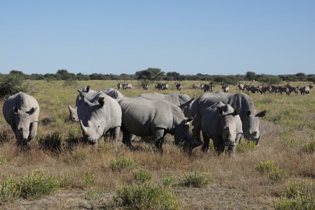 Ongava Lodge @ Ongava Game Reserve