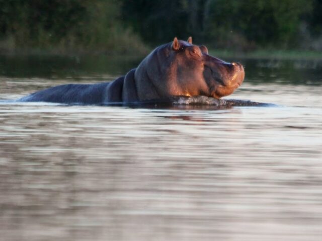 Camp Okavango - Wildlife & Activities